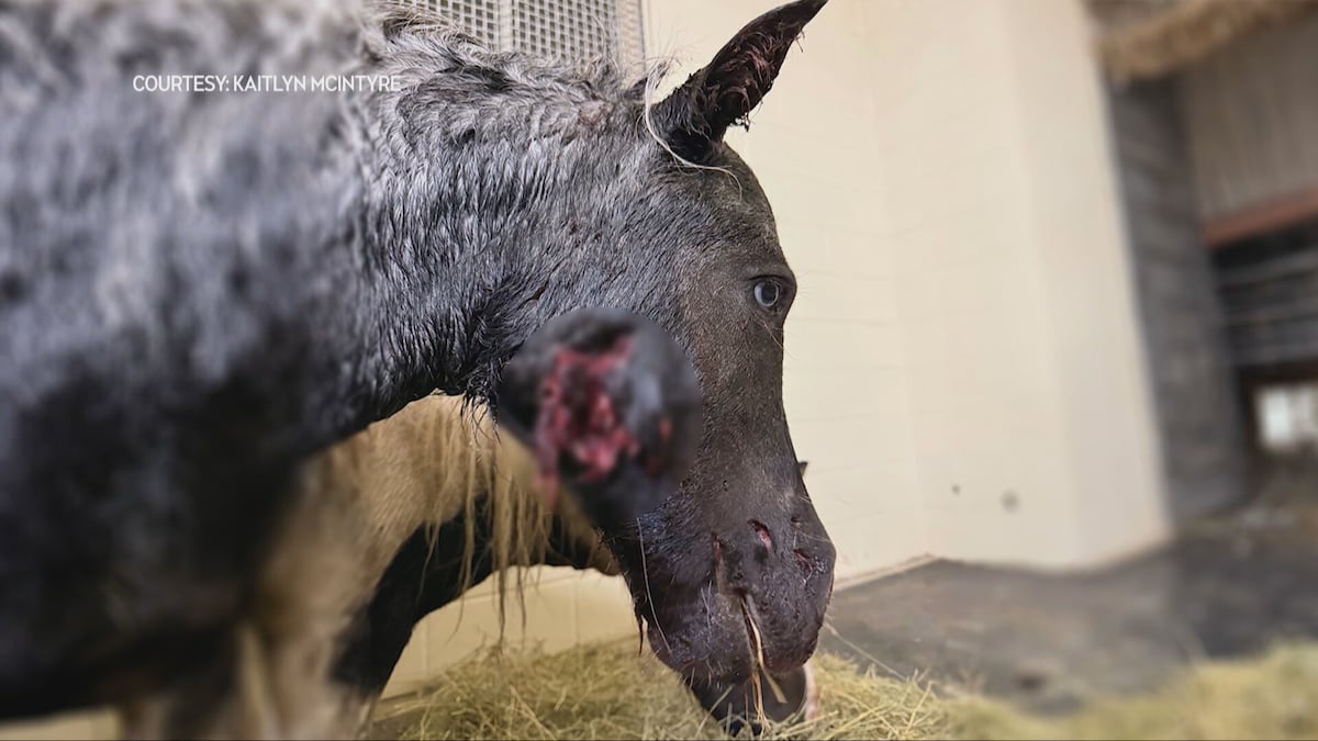 ‘A total disaster’: Two miniature horses critically injured in Sask. dog attack