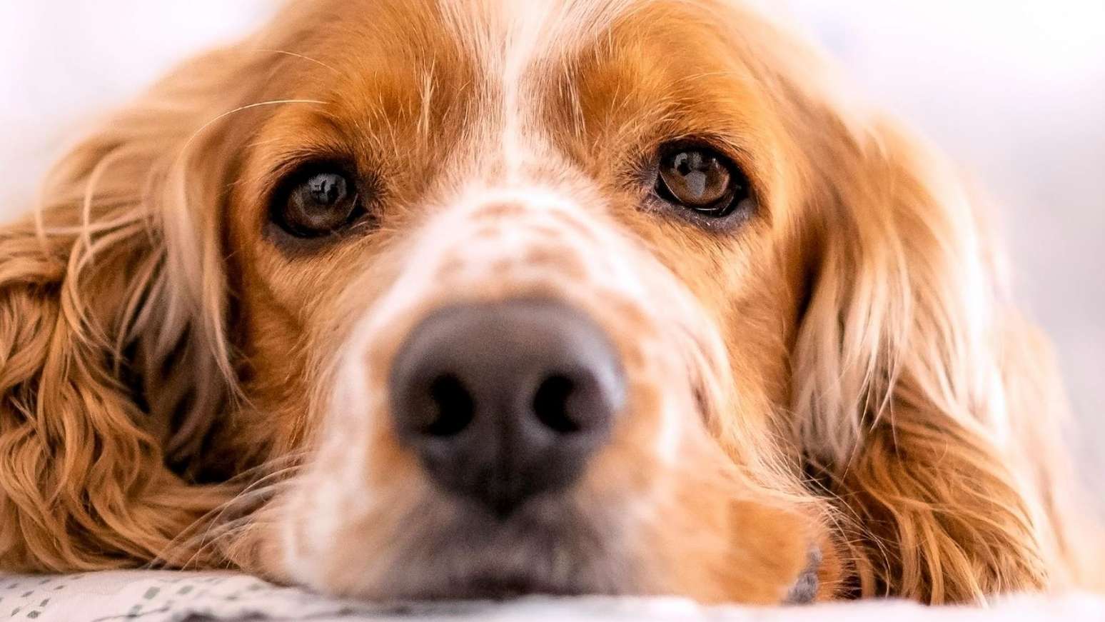 O luto ap&oacute;s a perda de um pet &eacute; devastadora. Conhe&ccedil;a a hist&oacute;ria de Bobbi