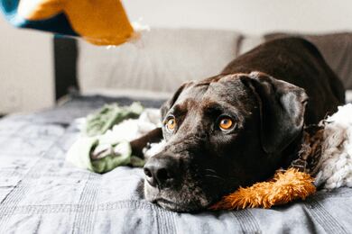 Seu cachorro realmente gosta de ser tratado como filho? 5 sinais de quando o vínculo pode ir longe demais