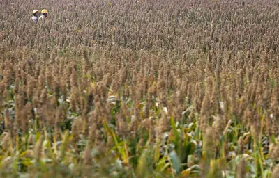 'Está aqui': África do Sul enfrenta um El Niño potencialmente recorde