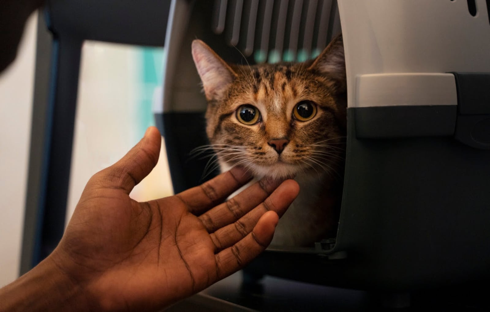 Segurança para gatos durante viagens nacionais e internacionais Freepik