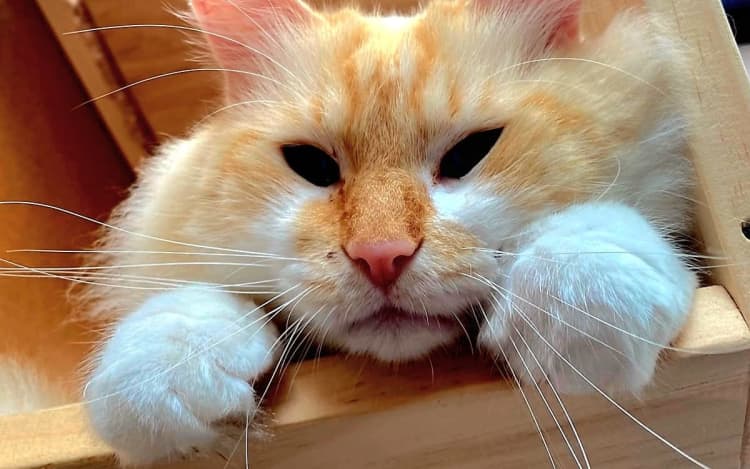 Hemi the homeless ragdoll.