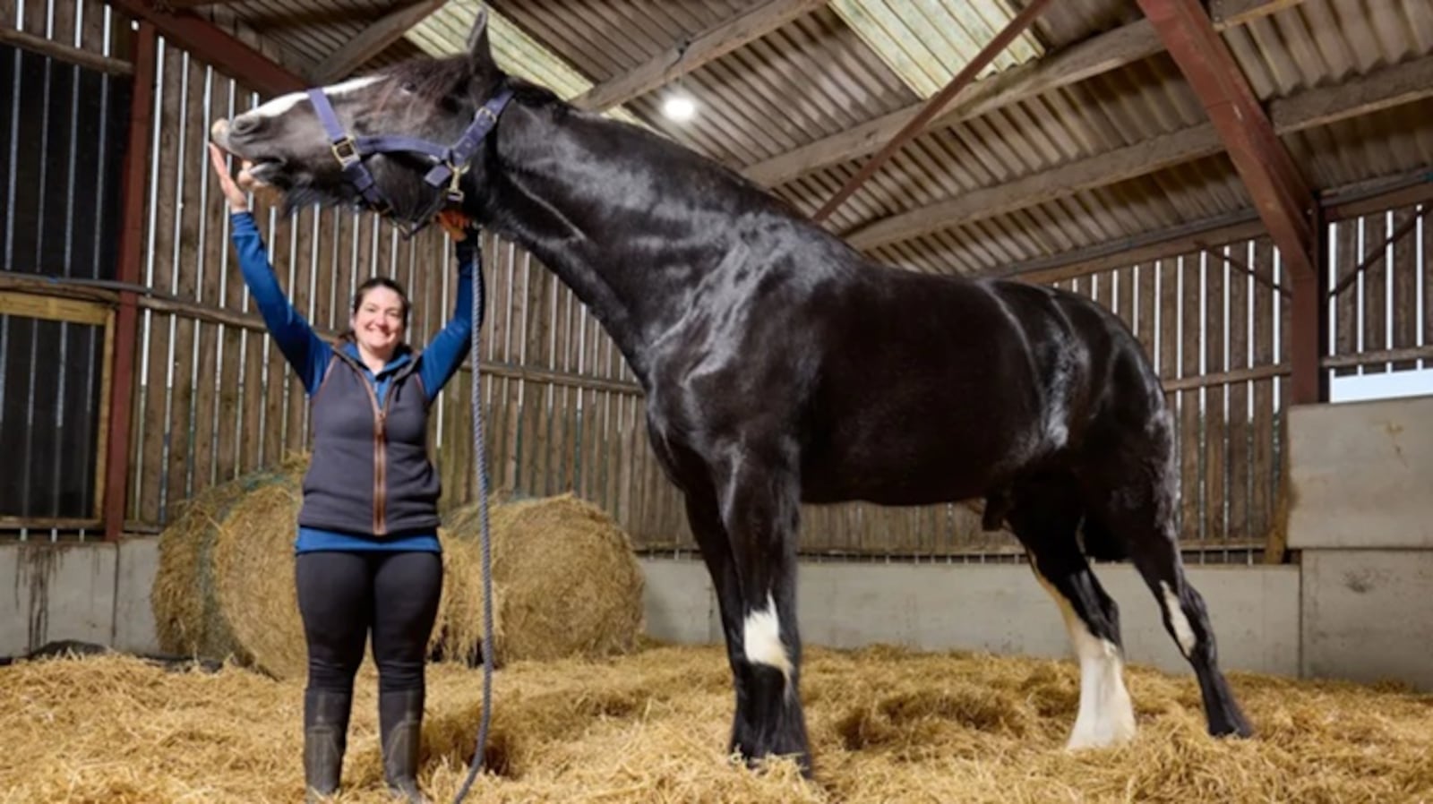 Medição passou por avaliação veterinária para confirmar o recorde Reprodução/Guinness Book