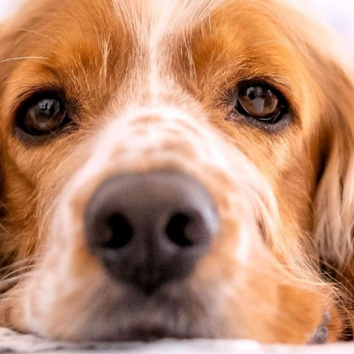 O luto silencioso entre os pets: como os animais da casa reagem à perda de um companheiro
