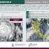 Polo se localiza a 235 kilómetros al sur-sureste de Zihuatanejo, Guerrero, y a 425 kilómetros al sur-sureste de Manzanillo, con vientos máximos sostenidos de 260 km/h.