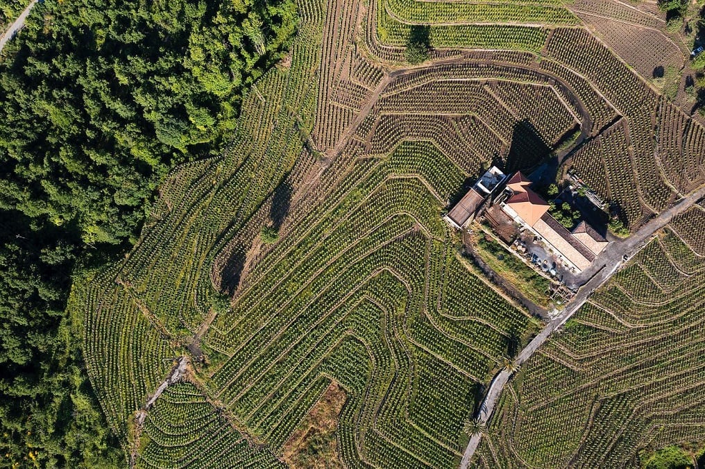 Um passeio por Milo, o território da uva Carricante produzida no solo vulcânico do Etna