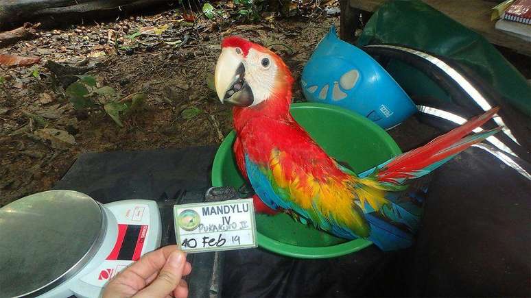 Os cientistas que salvam filhotes de araras de seus pais assassinos