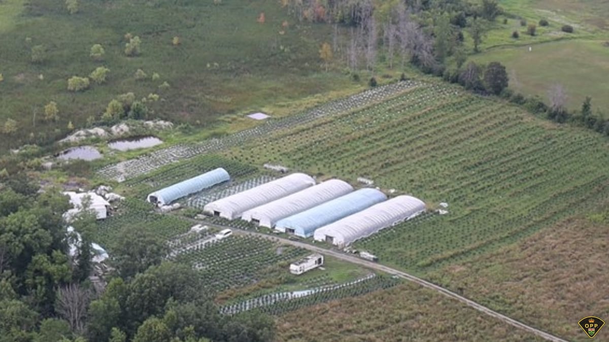$2.8M in illicit cannabis seized on Tyendinaga Mohawk Territory in eastern Ontario
