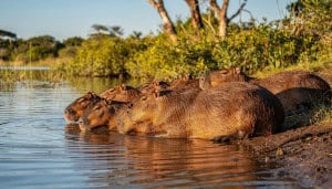 Dente de capivara encontrado no Atacama revela um passado muito mais quente e úmido no Deserto do Atacama