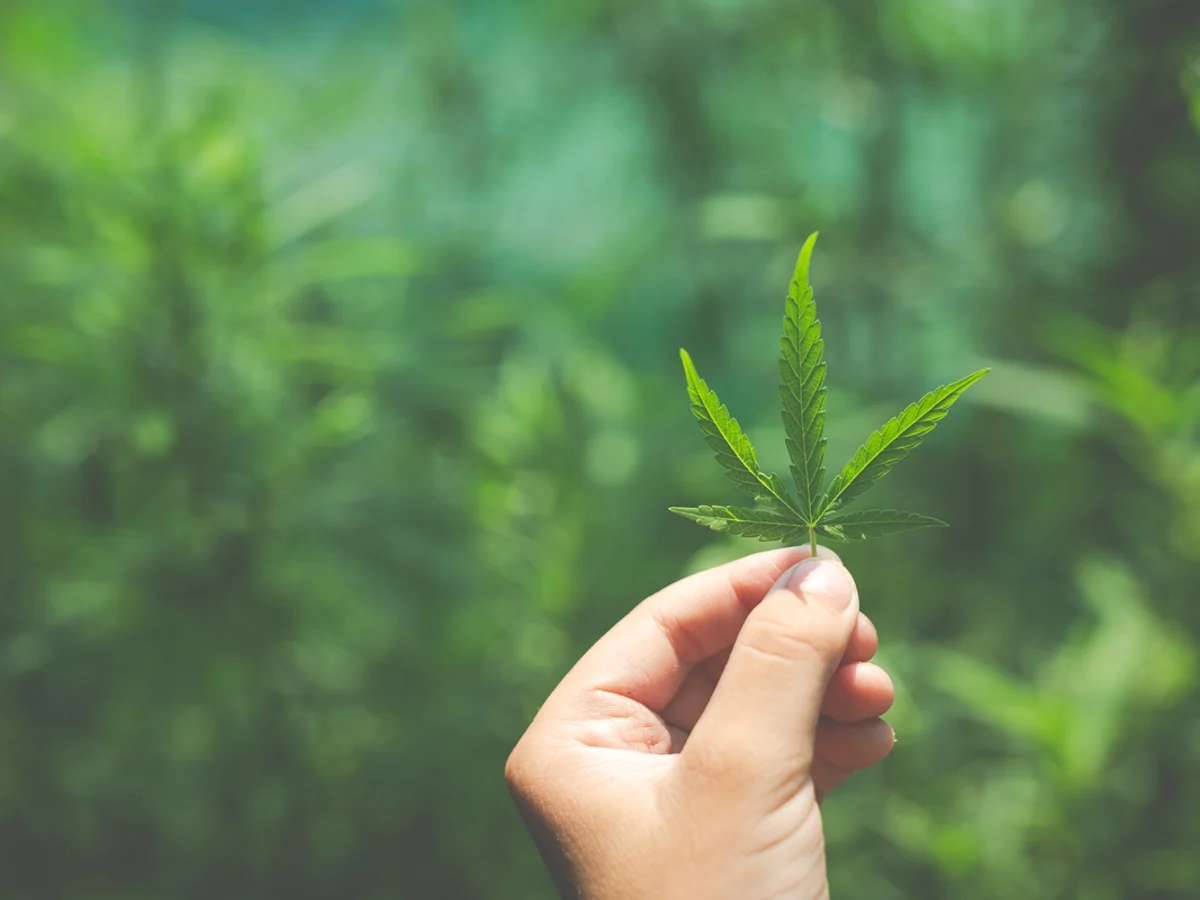 Cannabis medicinal não tem eficácia comprovada para tratar insônia