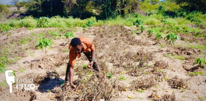Harvests rot in the fields as Lower Shabelle farmers flee airstrikes and ground fighting