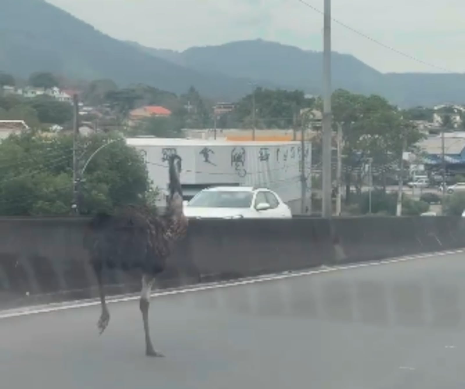 VÍDEO: ave de grande porte é flagrada correndo entre veículos em viaduto na zona oeste do Rio Reprodução/Instagram @thainasantoss1 e diogocampoos