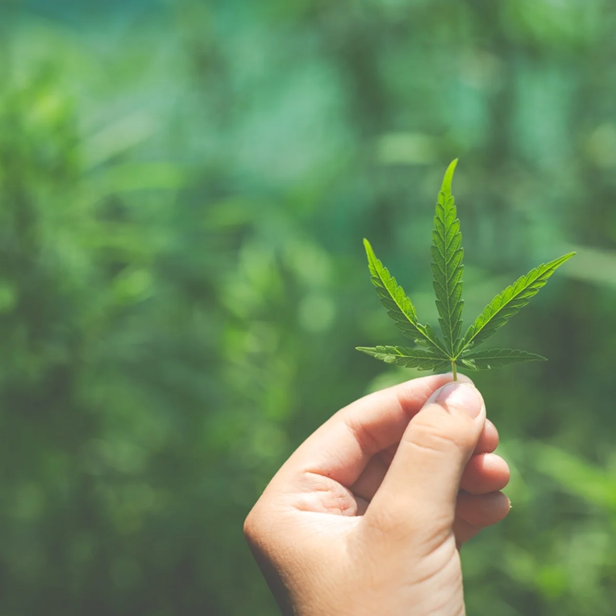 Cannabis medicinal não tem eficácia comprovada para tratar insônia