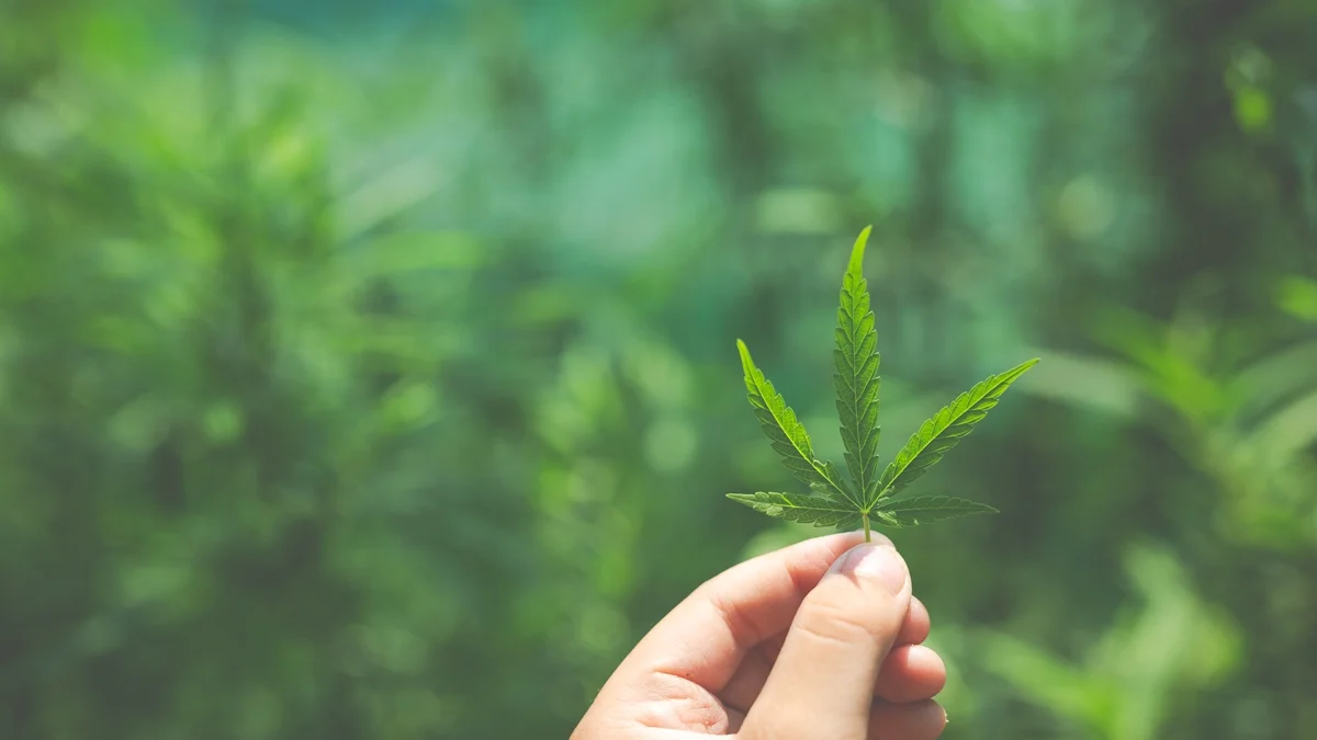 Cannabis medicinal não tem eficácia comprovada para tratar insônia